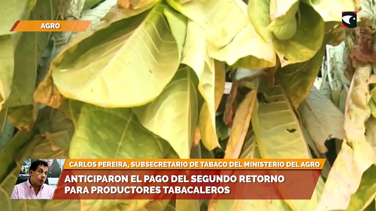 Anticiparon el pago del segundo retorno para productores tabacaleros