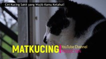 Ciri Kucing Sakit yang Wajib Kamu Ketahui