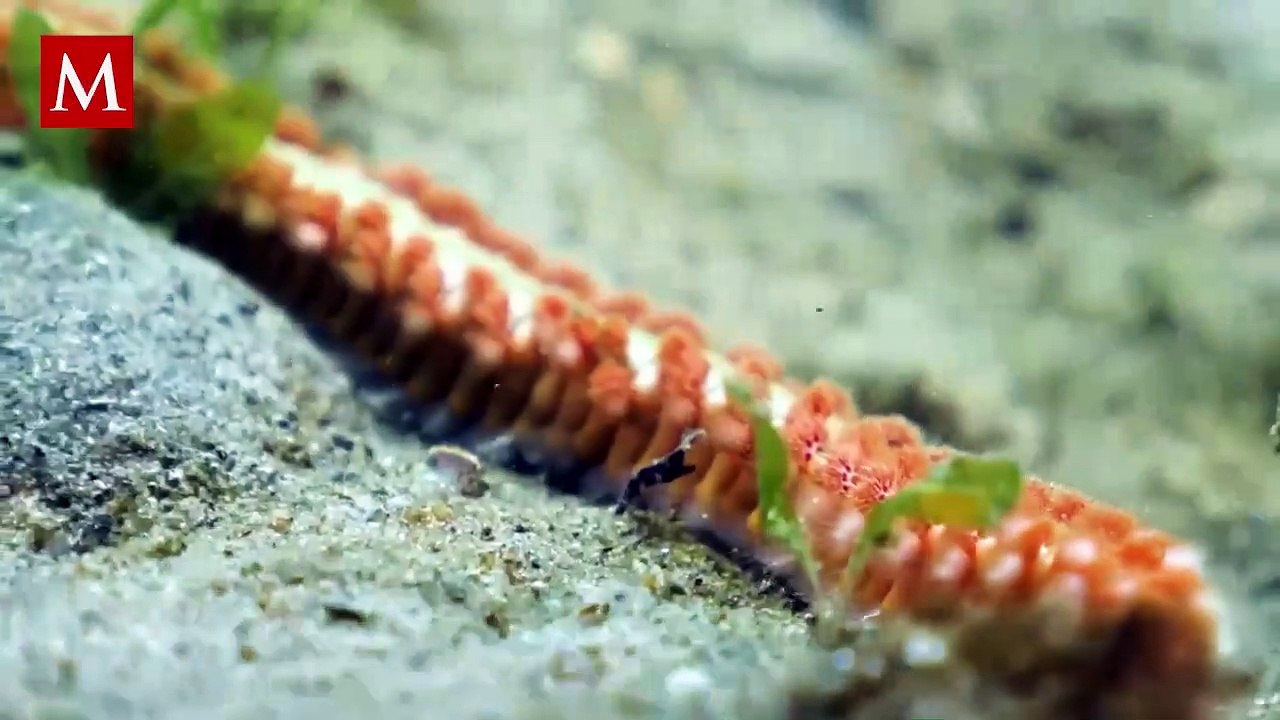 ¿Qué son? Hallan extrañas criaturas en playa de EU y expertos tratan de identificarlas