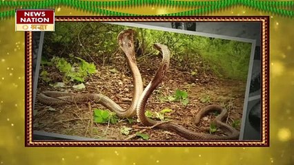 रास्ते में इस तरह से दिखते हैं सांप, माना जाता है शुभ और होता है धन लाभ