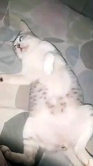 kucing lucu, kucing gemas