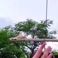 Happy Landing,, So quite