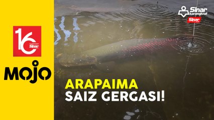 15 tahun sorok Arapaima bersaiz gergasi!