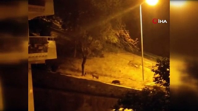 Bursa'da aç kalan domuz sürüsü şehir merkezine indi