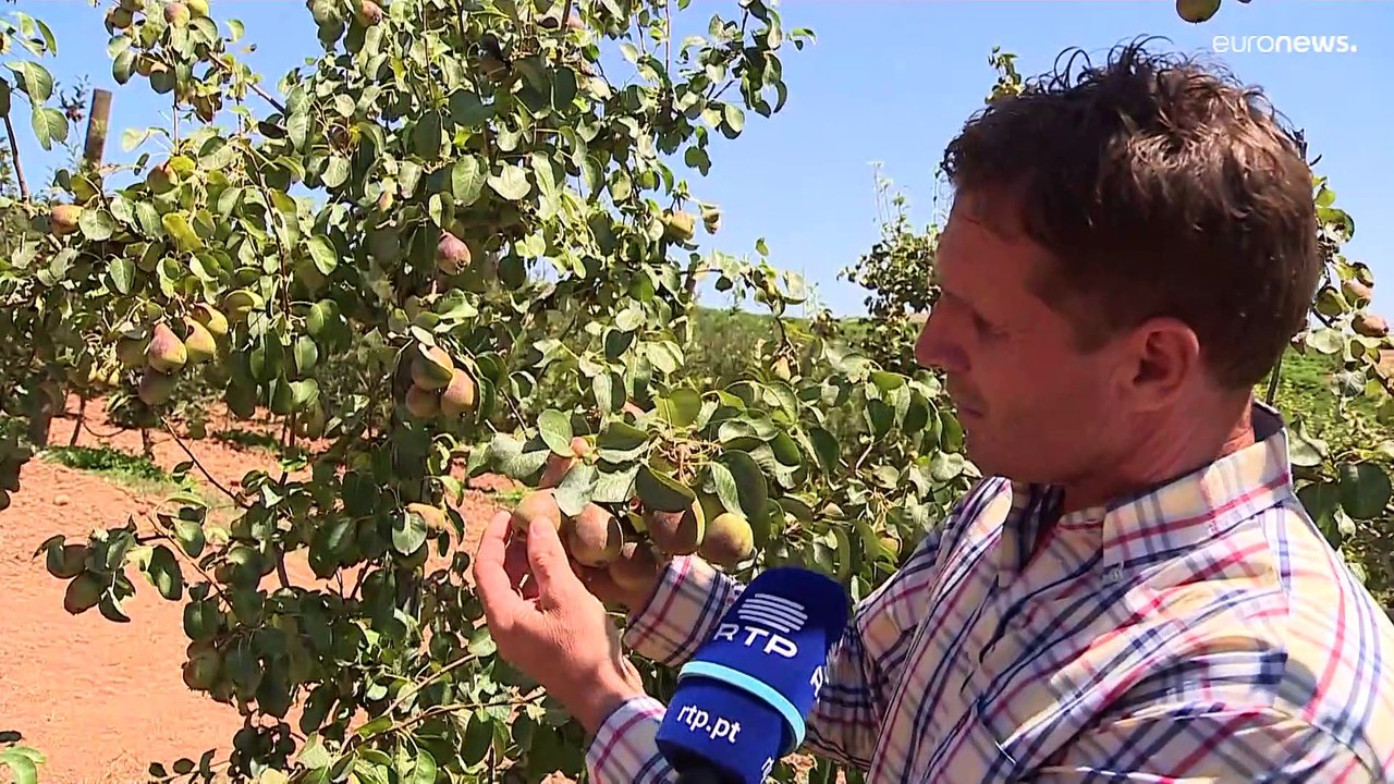 Bauern in Europa schlagen Alarm: Die Hitze vernichtet unsere Ernten