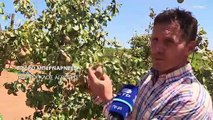 Σε απόγνωση οι αγρότες στην Ευρώπη: Ξηρασία και καύσωνας καταστρέφουν τις σοδειές τους