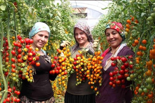 Son dakika haberleri... Rengarenk domates üretti, iki kat kazandı