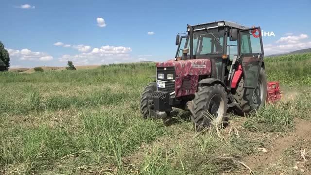 İlk kez ekimini yaptığı sarımsağın hasadını gerçekleştirdi, beklentisi 30 ton ürün elde etmek