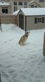 Husky Howls in Misery When Owner Calls Them Inside From Snow