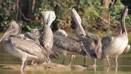 Amazing activities of birds , you feel relax when you watch .