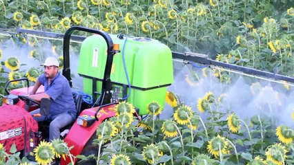 Faydalı böcekler çayır tırtılıyla 'tıkır tıkır' mücadele edecek