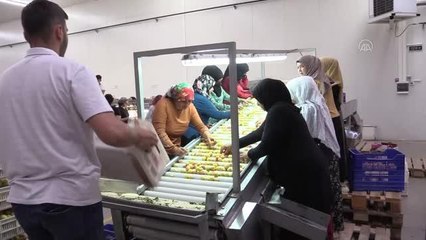 Malatya'da hasadı süren yaş kayısı ihracatında 20 bin ton hedefi