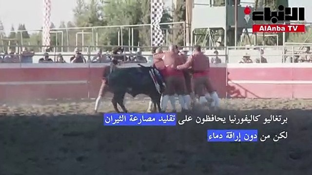 برتغاليو كاليفورنيا يحافظون على تقليد مصارعة الثيران لكن من دون إراقة دماء