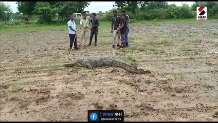 દૂમાડ ગામમાથી 11.5 ફૂટ નો મહાકાય મગર રેસ્ક્યુ કરાયો