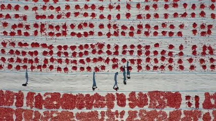 Torbalı Ovası'nda domatesler ihracat için güneşe serildi