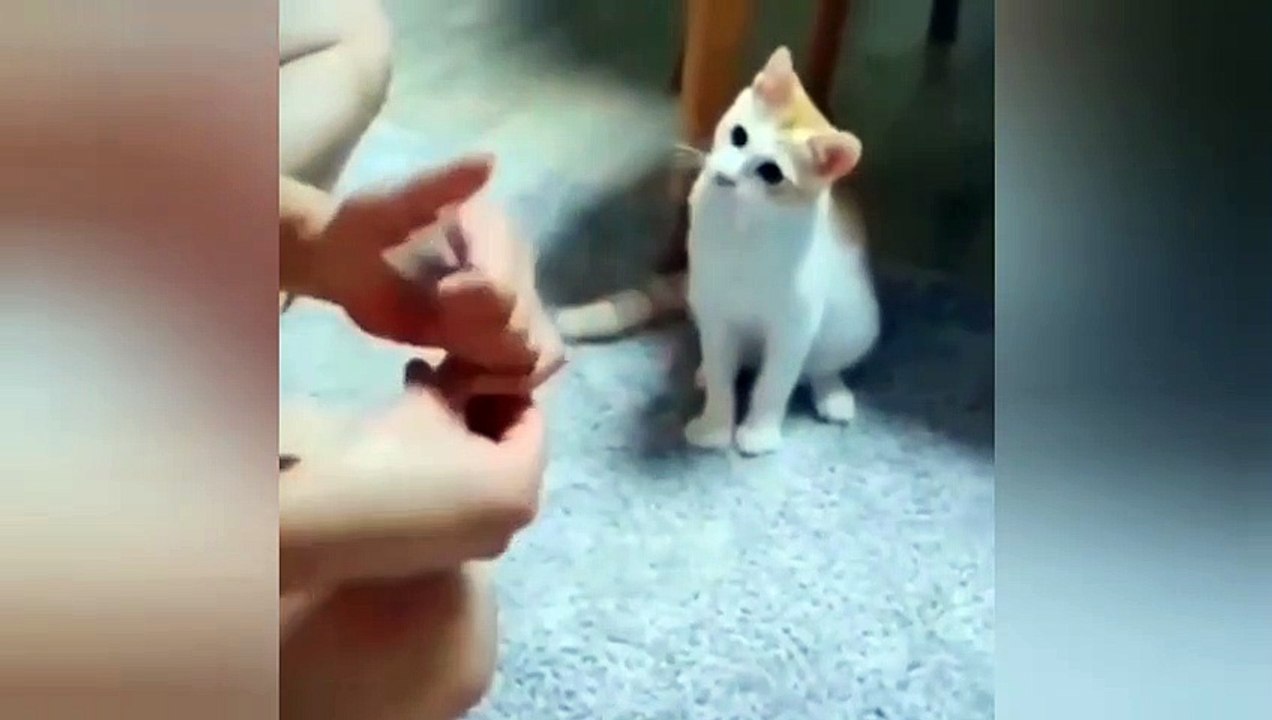 Cute cat confused