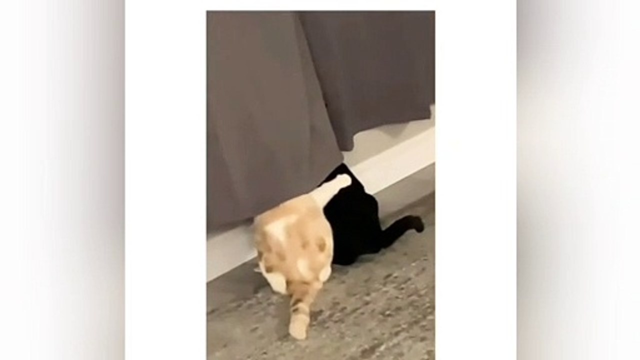 Baby Cats - Cute and Funny Cat Videos