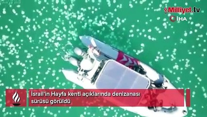 İsrail kıyılarında dev denizanası sürüsü görüldü
