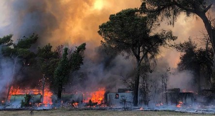 Скачать видео: Roma - Incendio nella pineta di Castel Fusano (23.07.22)