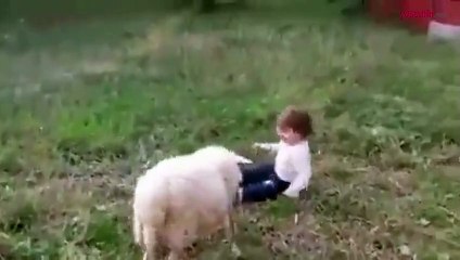 Bebeği taklit eden kuzu izlenme rekoru kırdı!