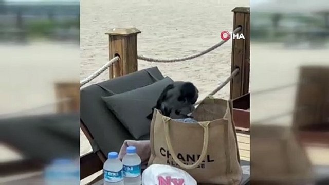Sahildeki karga turistlerin çantasından euro çaldı: O anlar saniye saniye görüntülendi