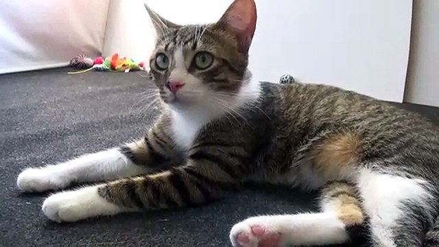 Cute Little Cat Yawns