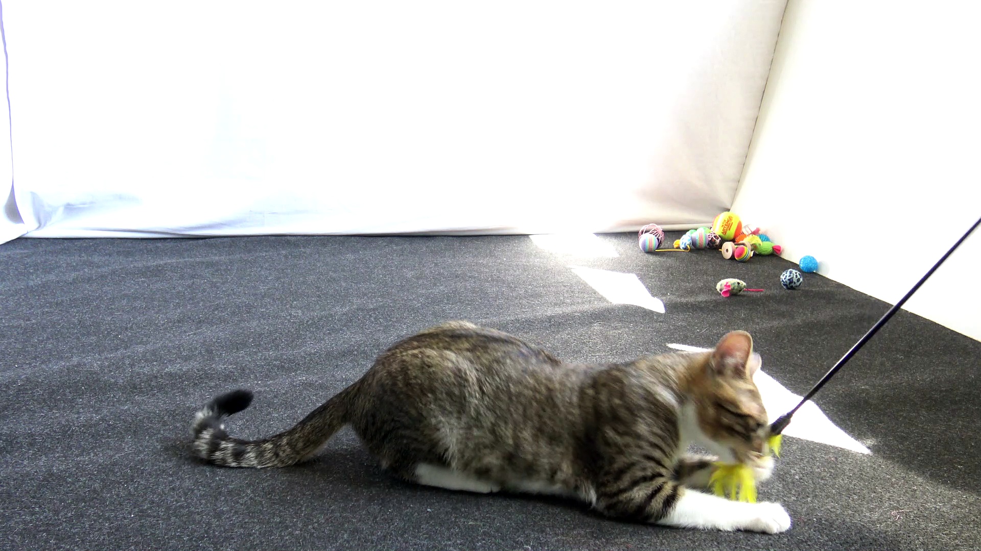 Funny Little Cat Chases Feather Toy