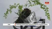 Hobi | Kokedama makin dapat perhatian pencinta tanaman hiasan