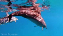 Swimming With Dolphins 4K - 30 Minute Underwater Relaxation Film