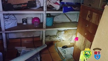 Onça parda com ferimento grave busca ajuda em residência de morador