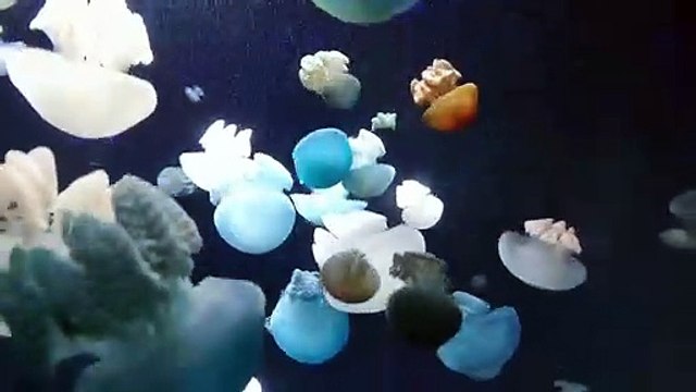 Águas Vivas - Músicas Relaxantes para acalmar os pensamentos