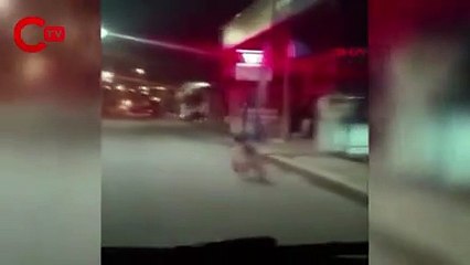 Rize'de sokağa inen ayı görenleri şaşkına çevirdi ; 'İşte o anlar kamerada'