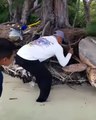Il sauve une tortue coincée dans les racines... beau geste