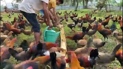 Big Farm LIMPBIZKIT FARM