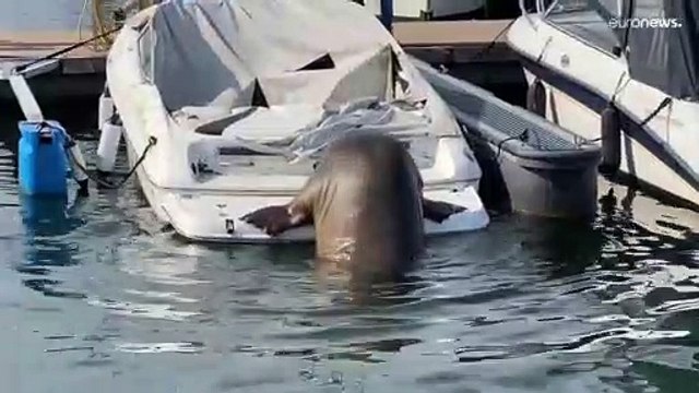 Morsa Freya afunda barcos em Oslo