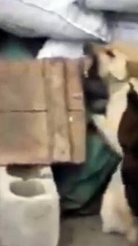 Dog VS Chicken Fight/Dog VS Chicken Playing/Dog VS Chicken Video