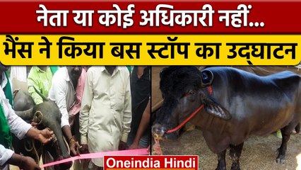 Karnataka Video: किसी नेता ने नहीं बल्कि भैंस ने किया Bus Stand का उद्घाटन | वनइंडिया हिंदी | *News