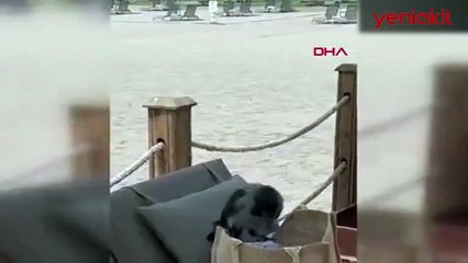 Uyanık Karga, çantadan 100 euro çaldı