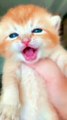 cute cat baby funny cat baby laughing #catlover #short #cat #catvideos #catlover