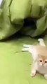 #shorts cat meme & kitten (tik tok video] - funny cats meow baby cute compilation [ cat cash home /cute cat baby ----funny cat baby laughing---- _catlover _short _cat _catvideos _catlover