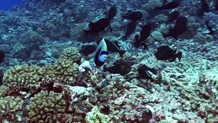 Lovely scene water fish 