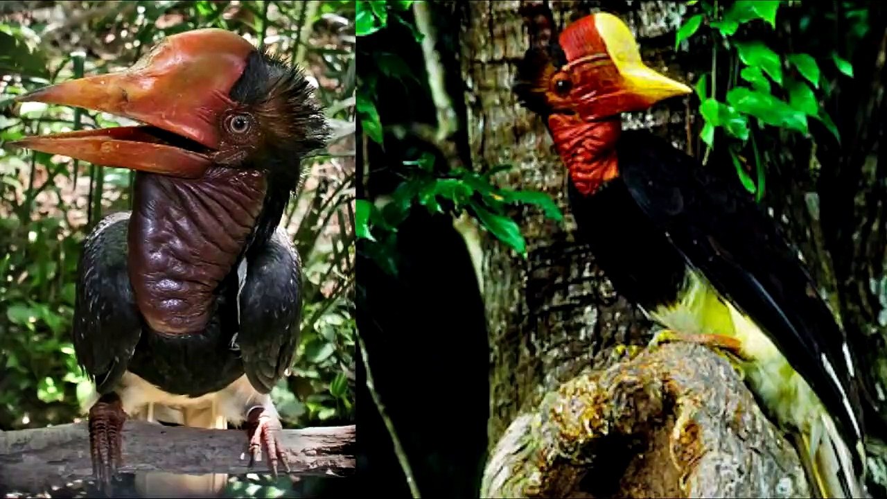 TOP 10 Animales que no Creerías 4º Parte