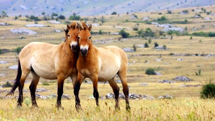 TOP 10 Animales que se Salvaron del Borde de la Extinción