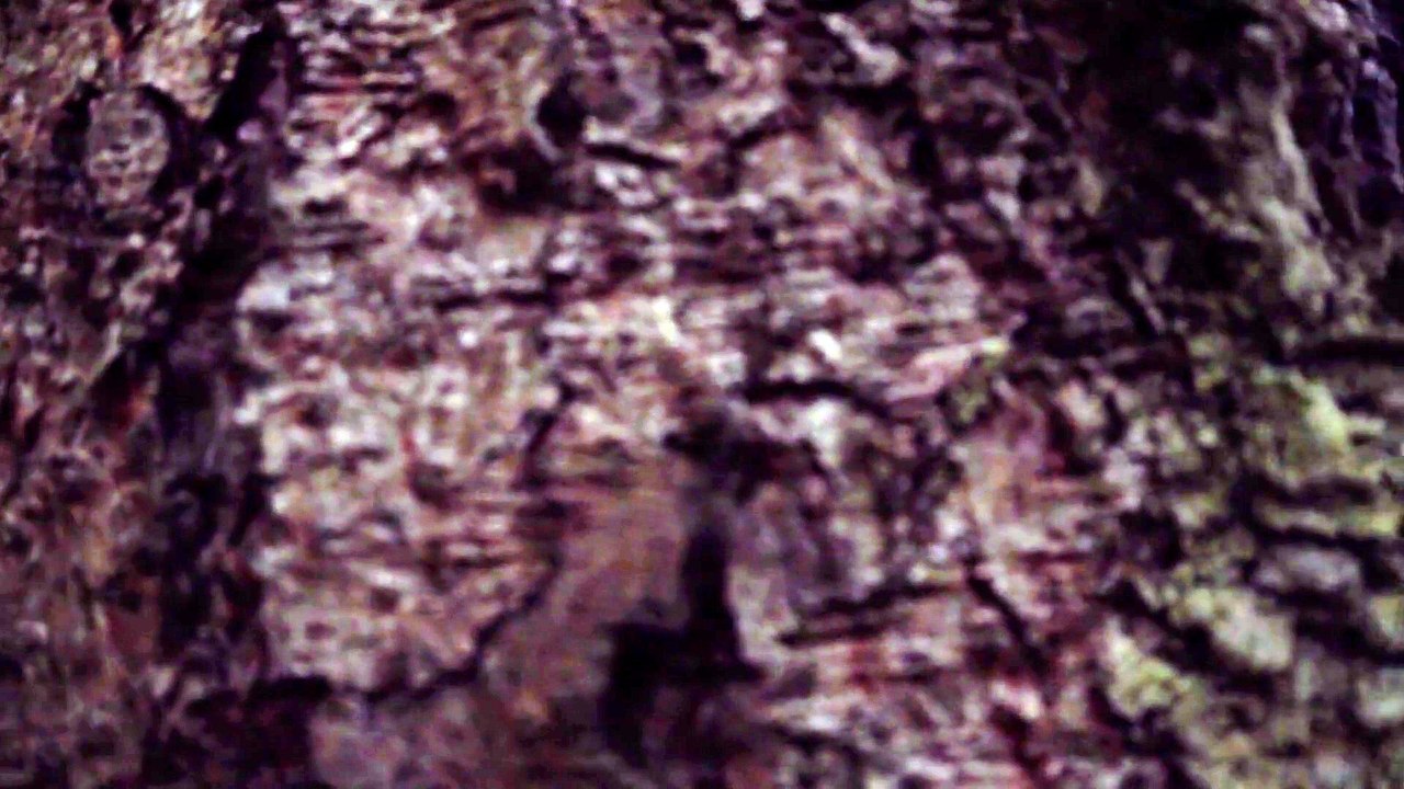 Trees | Random Videos