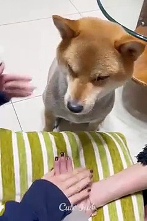 Funniest_Cats_and_Dogs__Part_3  hot girl fast taim xxxxx