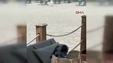 Karganın çantadan Euro'yu kapması kamerada