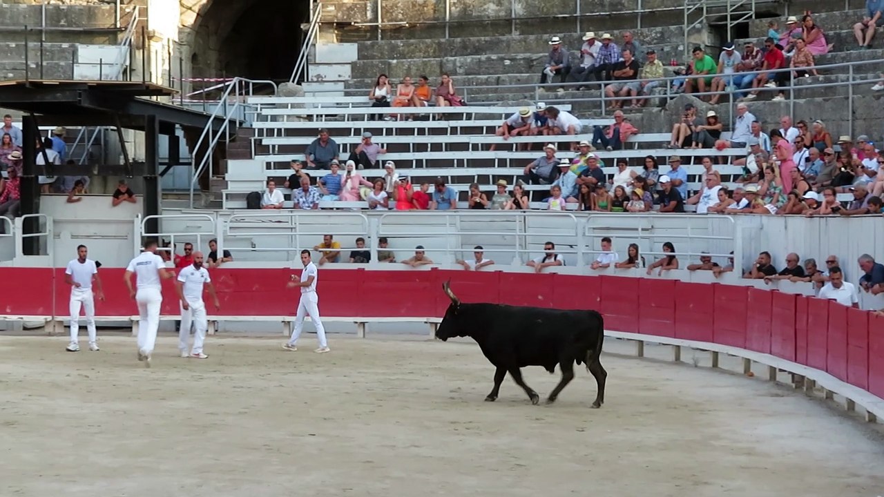 Arles 2022 - Le taureau Milord de la manade Laurent - Trophée des Arlésiens - 20 Juillet 2022