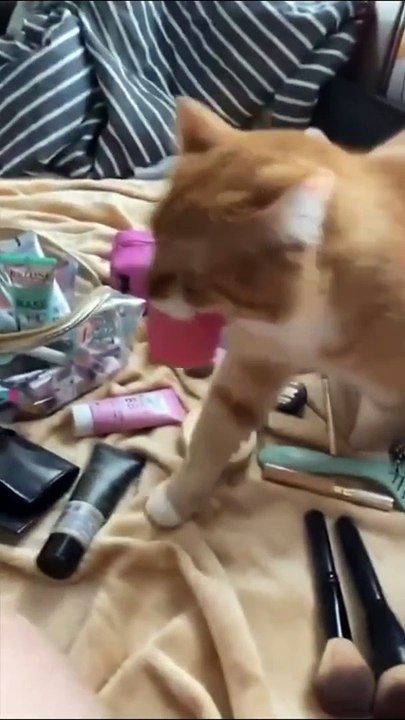 Funny Animals Videos