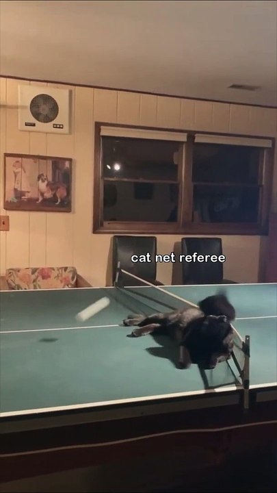 Funny Videos Funny animals  Funny Cat