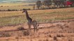 Amazing Facts About Giraffe | जिराफ के बारे में आश्चर्यजनक तथ्य | Live Facts